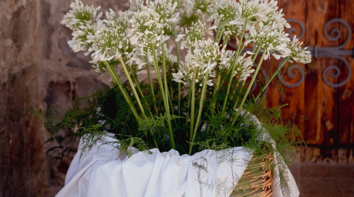 Agapanthus: La flor del amor que conquistó nuestras bodas